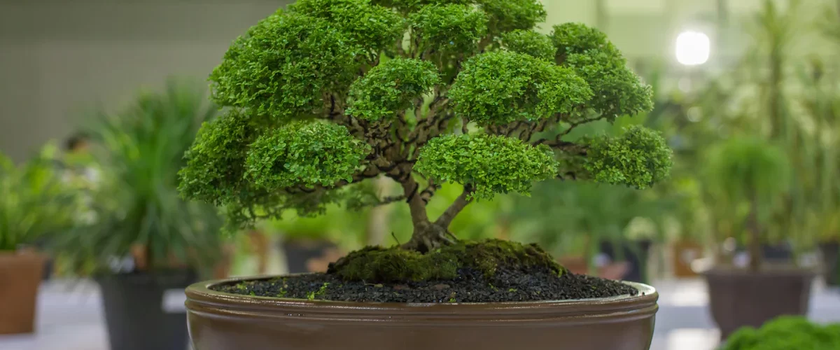 Bonsai