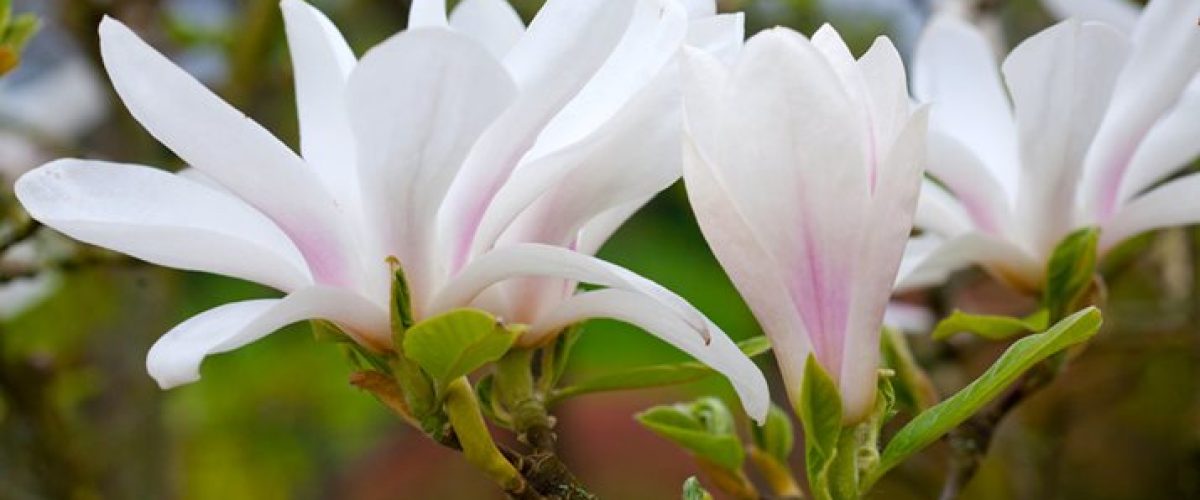 magnolia_dundata940x627